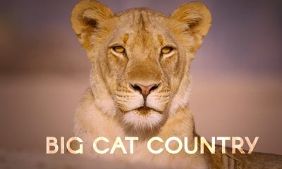 Big Cat Country