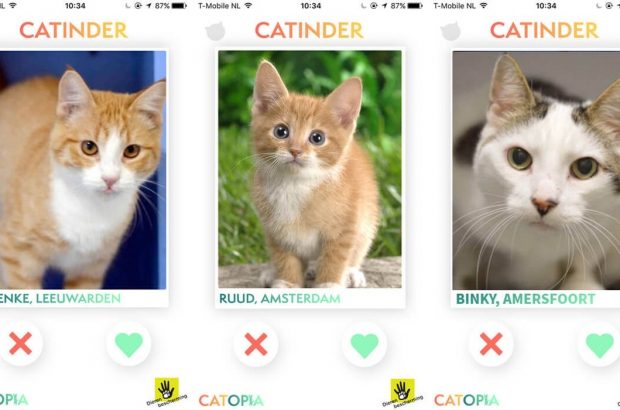 Catinder