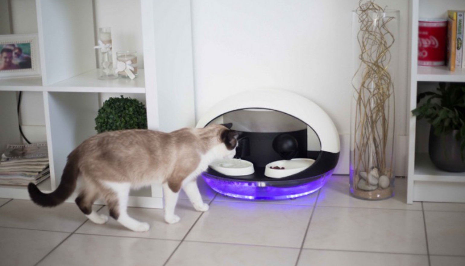 De Catspad een automatische voerbak die dieren uit elkaar houdt | FWD