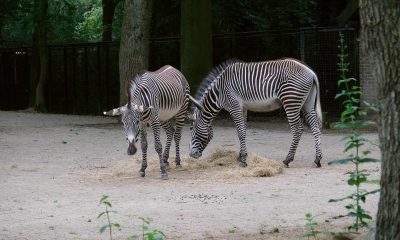 Create dierenpark 1