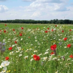 Diafragma_Grijsfilters_9