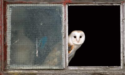 Barn owlTyto AlbaIn barn windowDartmoor, Devon, UK. Captive bird. August 09.