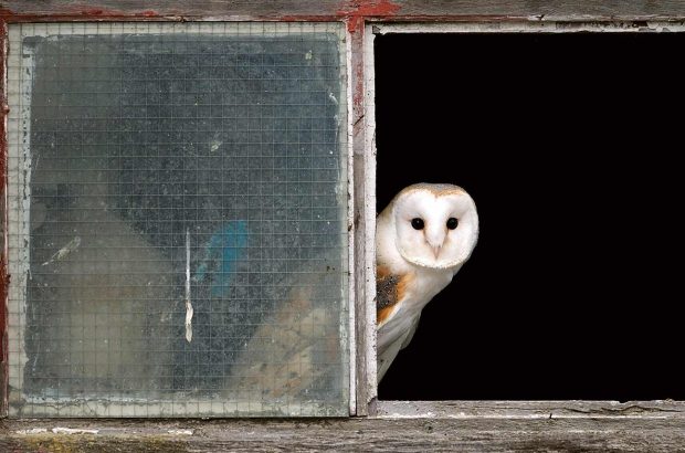 Barn owlTyto AlbaIn barn windowDartmoor, Devon, UK. Captive bird. August 09.