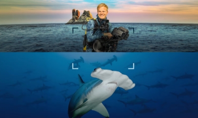 Hammerhead Sharks Up Close with Bertie Gregory