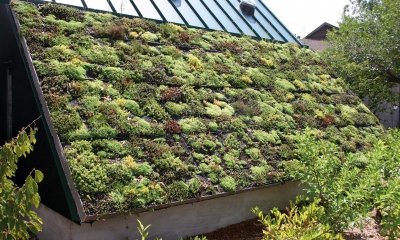 koel met een groen dak