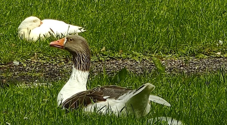 Motorola Edge 50 Ultra-voorbeeldfoto5