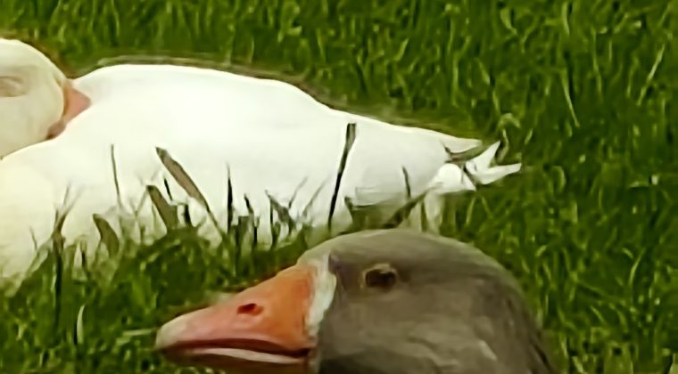 Motorola Edge 50 Ultra-voorbeeldfoto6