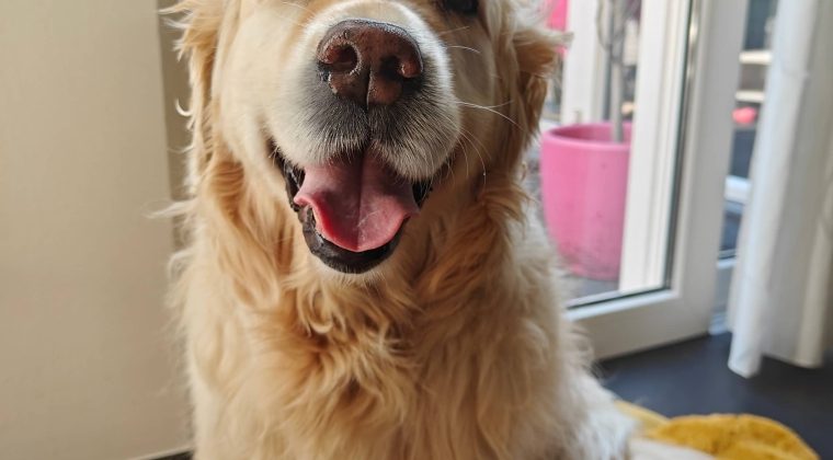 OnePlus 11 review camera hond 1