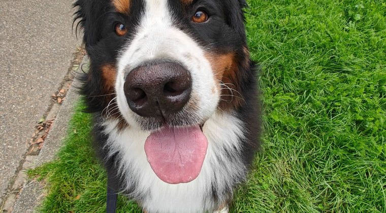 OnePlus 11 review camera hond 2