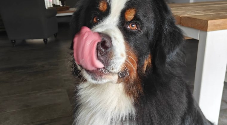 OnePlus 11 review camera hond 3