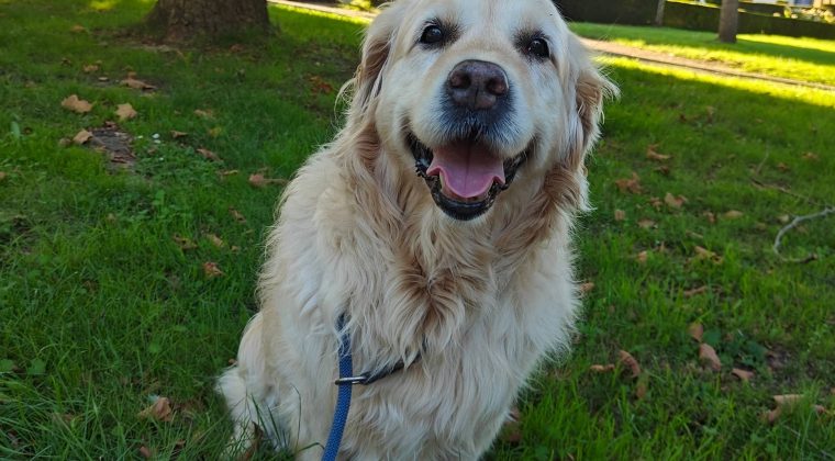 OnePlus 11 review camera hond