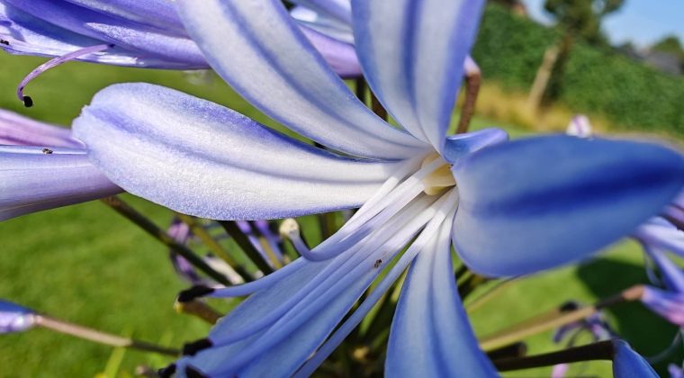 OnePlus 11 review foto macro 2