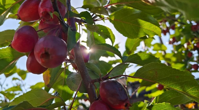 OnePlus 11 review foto macro