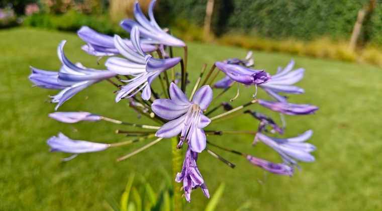 OnePlus 11 review foto totaal 2