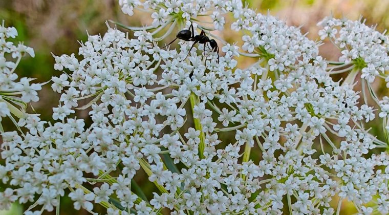 OnePlus 11 wandeling 1