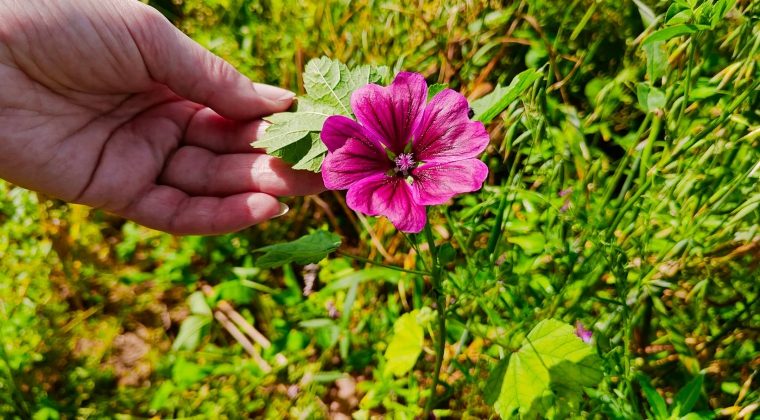 OnePlus 11 wandeling 2