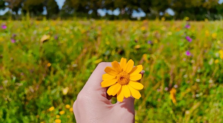 OnePlus 11 wandeling 3