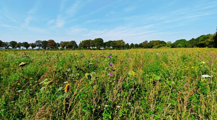 OnePlus 11 wandeling 4