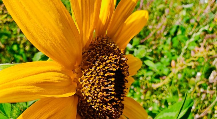 OnePlus 11 wandeling 5