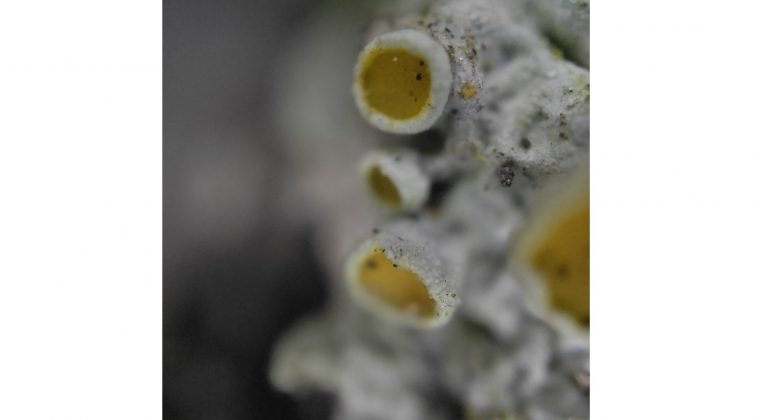 Oppo FInd X3 Pro – microscoopcamera 3