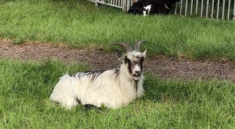 Oppo Reno 10 Pro – voorbeeldfoto4