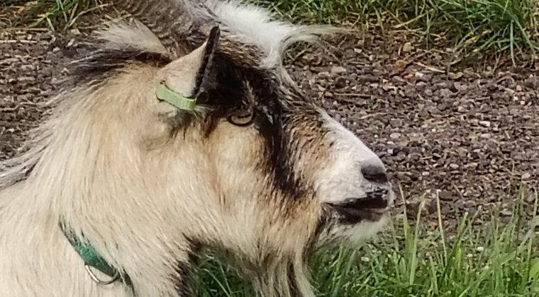 Oppo Reno 10 Pro – voorbeeldfoto5