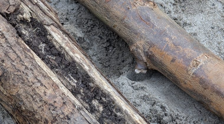 PXL_20240828_084520500