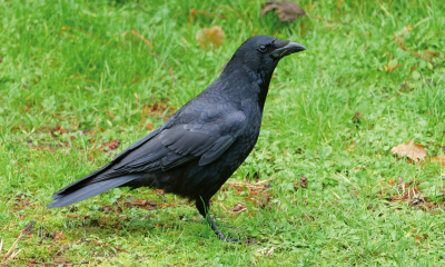 Panasonic Lumix S 100-500mm F5-7.1 OIS_19