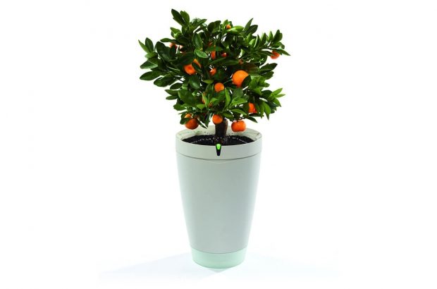 Parrot Pot Bloempot