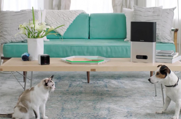 Petcube Play Bites
