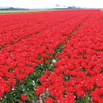 Pieter_DM117_bloemenveld