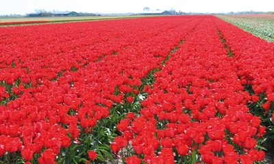 Pieter_DM117_bloemenveld