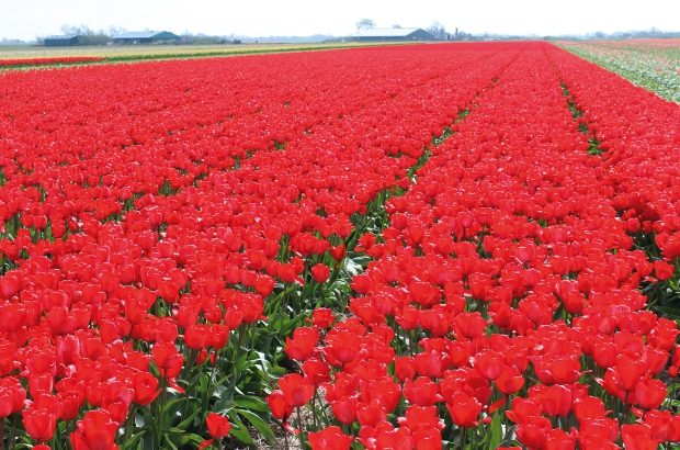 Pieter_DM117_bloemenveld
