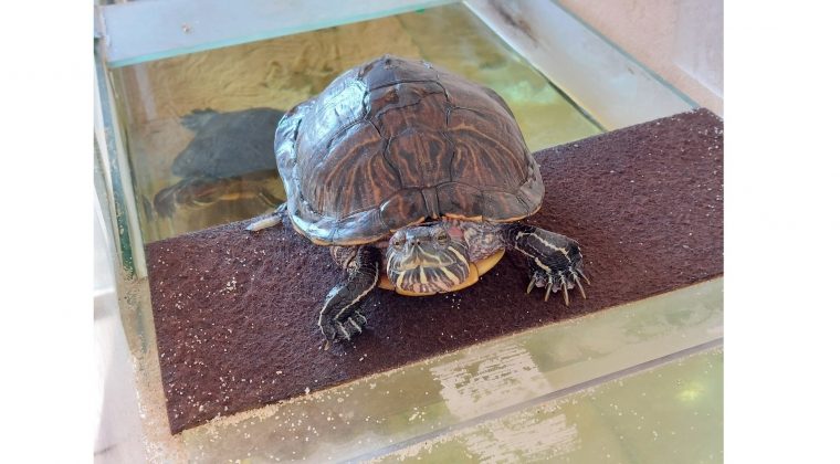 Samsung Galaxy A52 5G – voorbeeldfoto 2 (1)