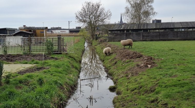 Samsung Galaxy A55 – voorbeeldfoto 3