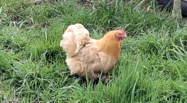 Samsung Galaxy A55 – voorbeeldfoto 5