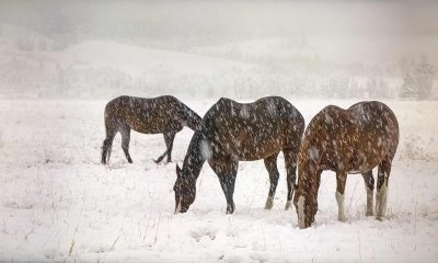 Samsung_QE65Q95B_beeld1