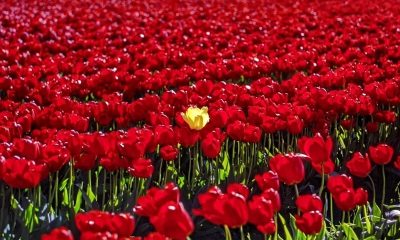 Samsung_QE65S95B-beeld2