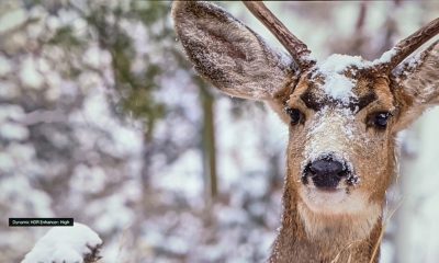 Sony-VPLVW590ES-Light HDR enhancer High