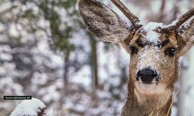 Sony-VPLVW590ES-Light HDR enhancer Off