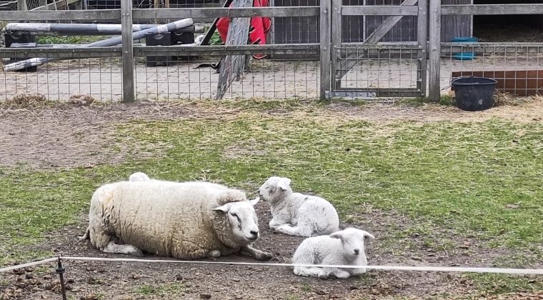 Voorbeeldfoto Poco F4 GT-5