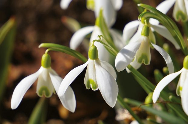 Beautiful,Snowdrops,In,Spring,Beautiful,Flowers