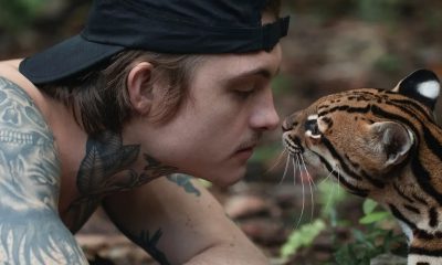 Wildcat