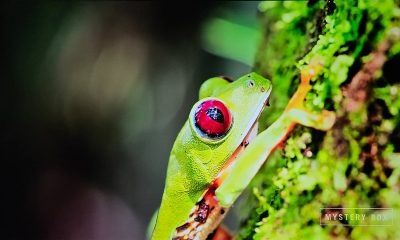 Xgimi_MoGo3Pro-beeld