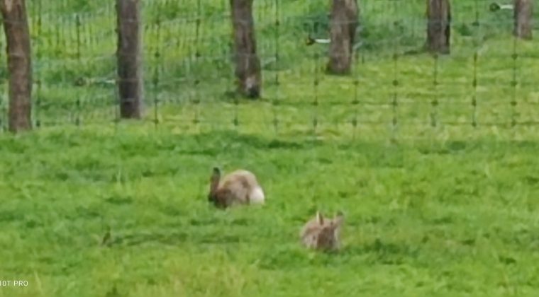 Xiaomi Mi 10T Pro-foto 30x