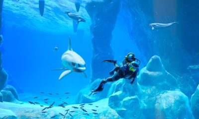 beste-games-endless-ocean-switch