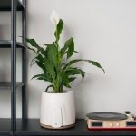 clairy-natede-slimme-bloempot