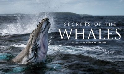 secret-of-the-whales
